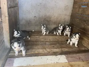 1-3 months Male Purebred Siberian Husky