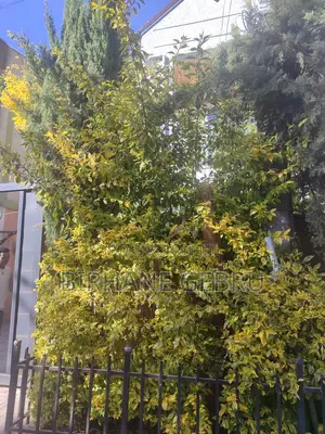 Photo - G+1 Fernished Guest House for Rent