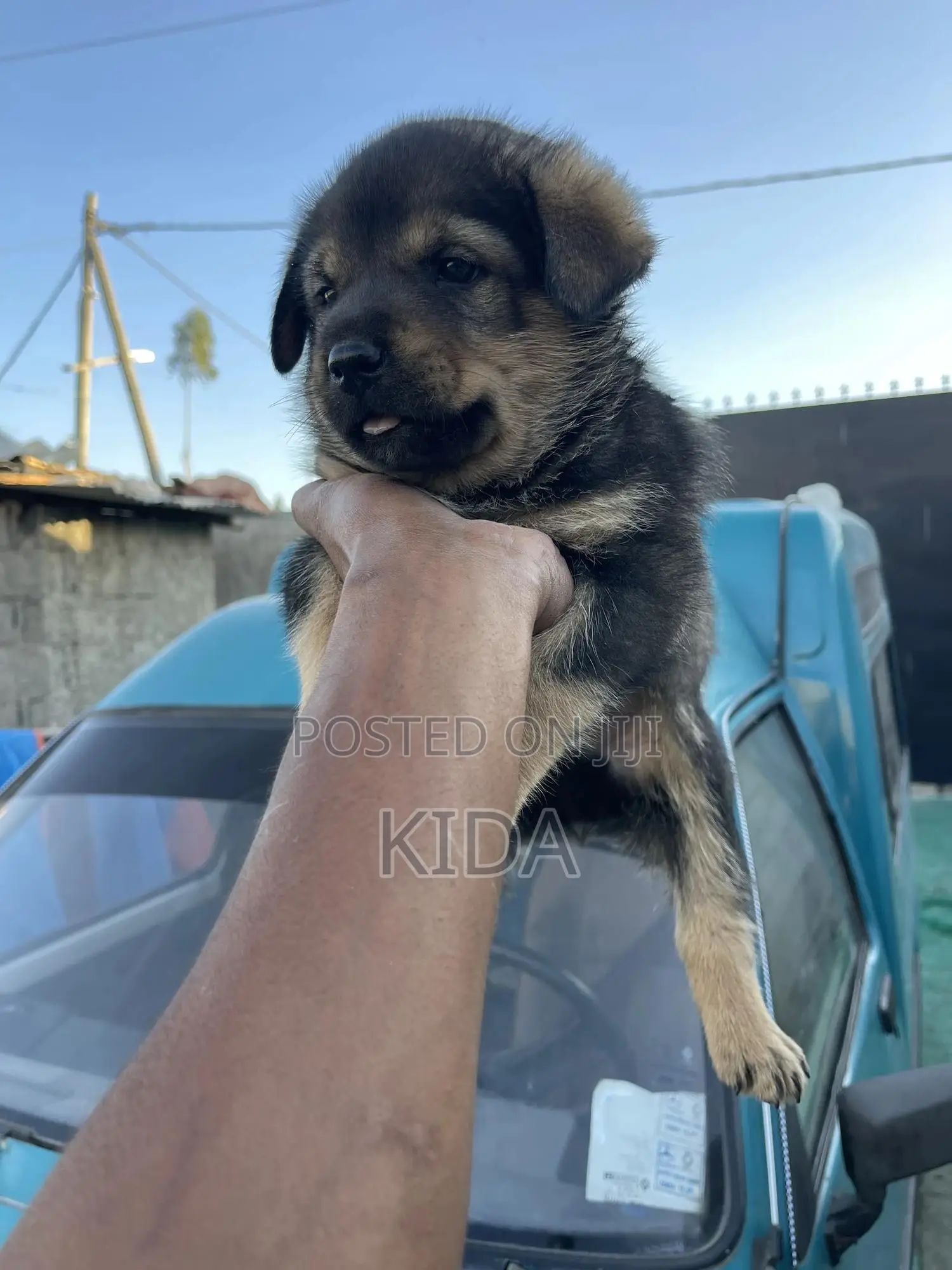 1-3 months Male Mixed Breed Rottweiler