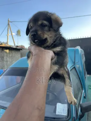 1-3 months Male Mixed Breed Rottweiler