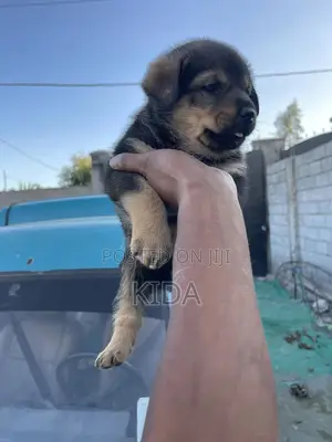 1-3 months Male Mixed Breed Rottweiler