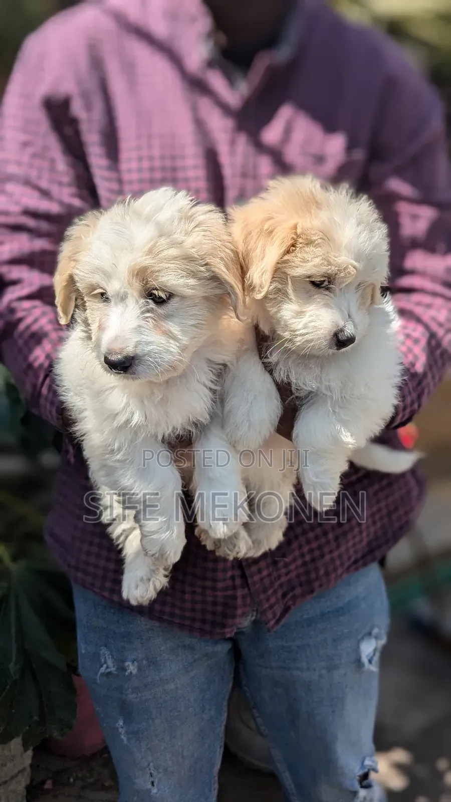 1-3 months Male Purebred Maltese