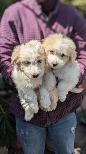 Photo - 1-3 months Male Purebred Maltese
