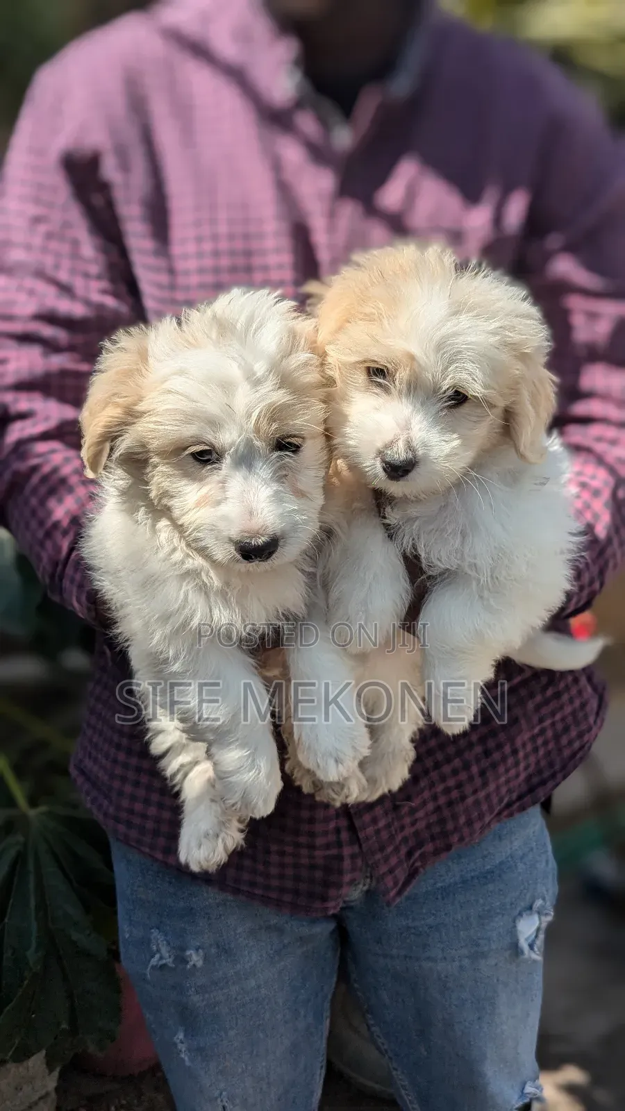 1-3 months Male Purebred Maltese