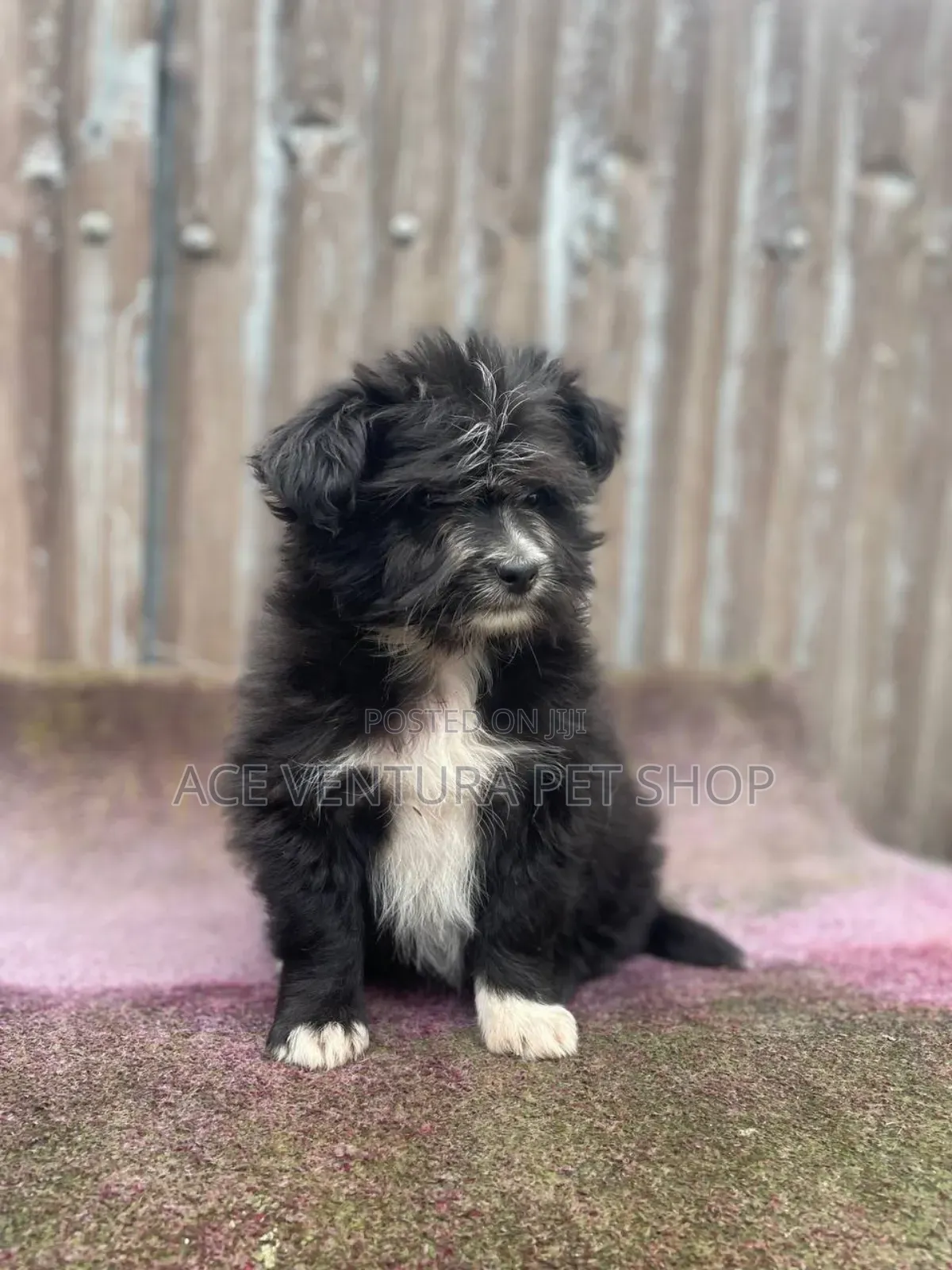 1-3 months Male Purebred Poodle