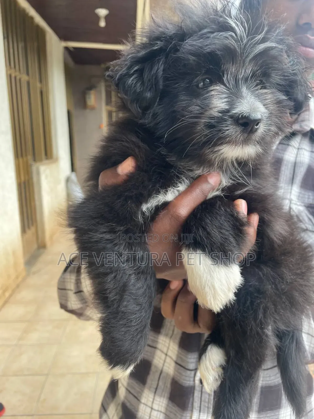 1-3 months Male Purebred Poodle