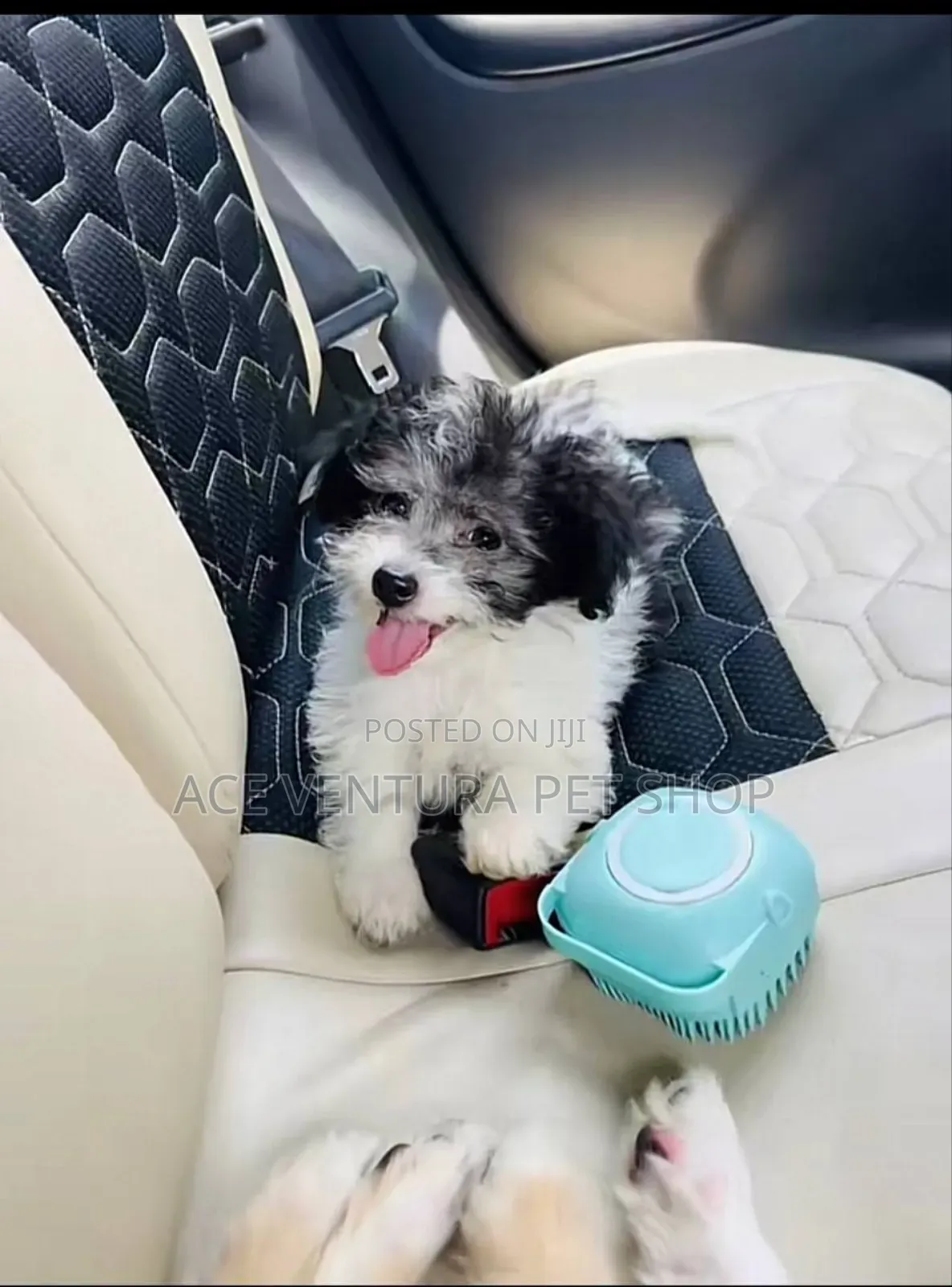 1-3 months Male Purebred Maltese