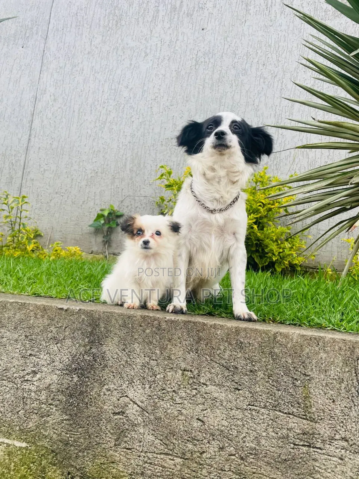 1-3 months Male Purebred Maltese