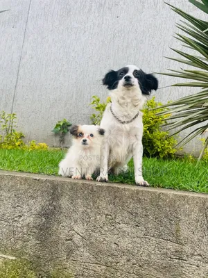 Photo - 1-3 months Male Purebred Maltese