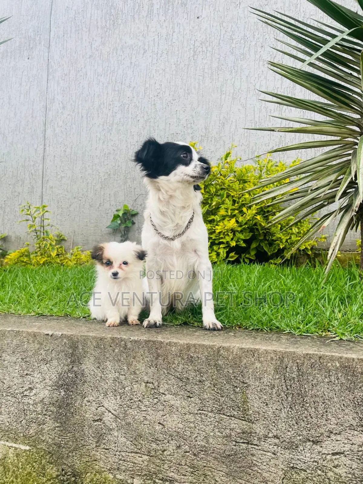 1-3 months Male Purebred Maltese