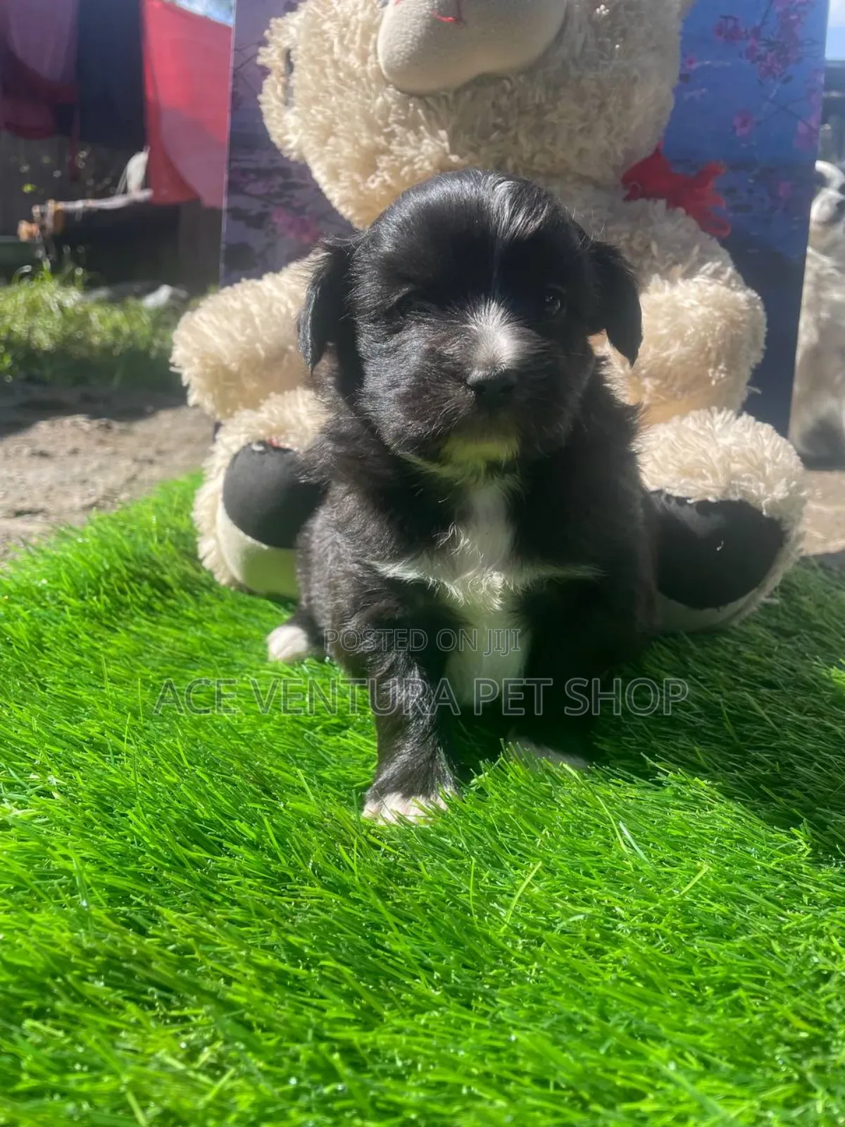 1-3 months Male Purebred Maltese