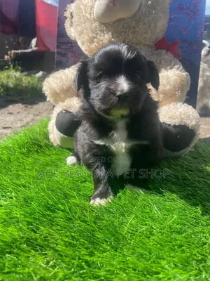 Photo - 1-3 months Male Purebred Maltese