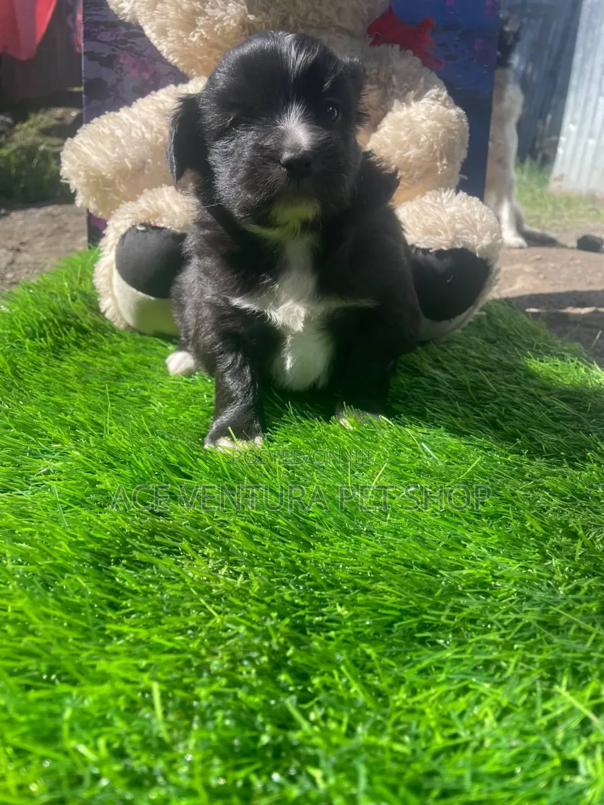 1-3 months Male Purebred Maltese