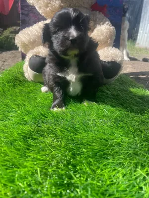 1-3 months Male Purebred Maltese