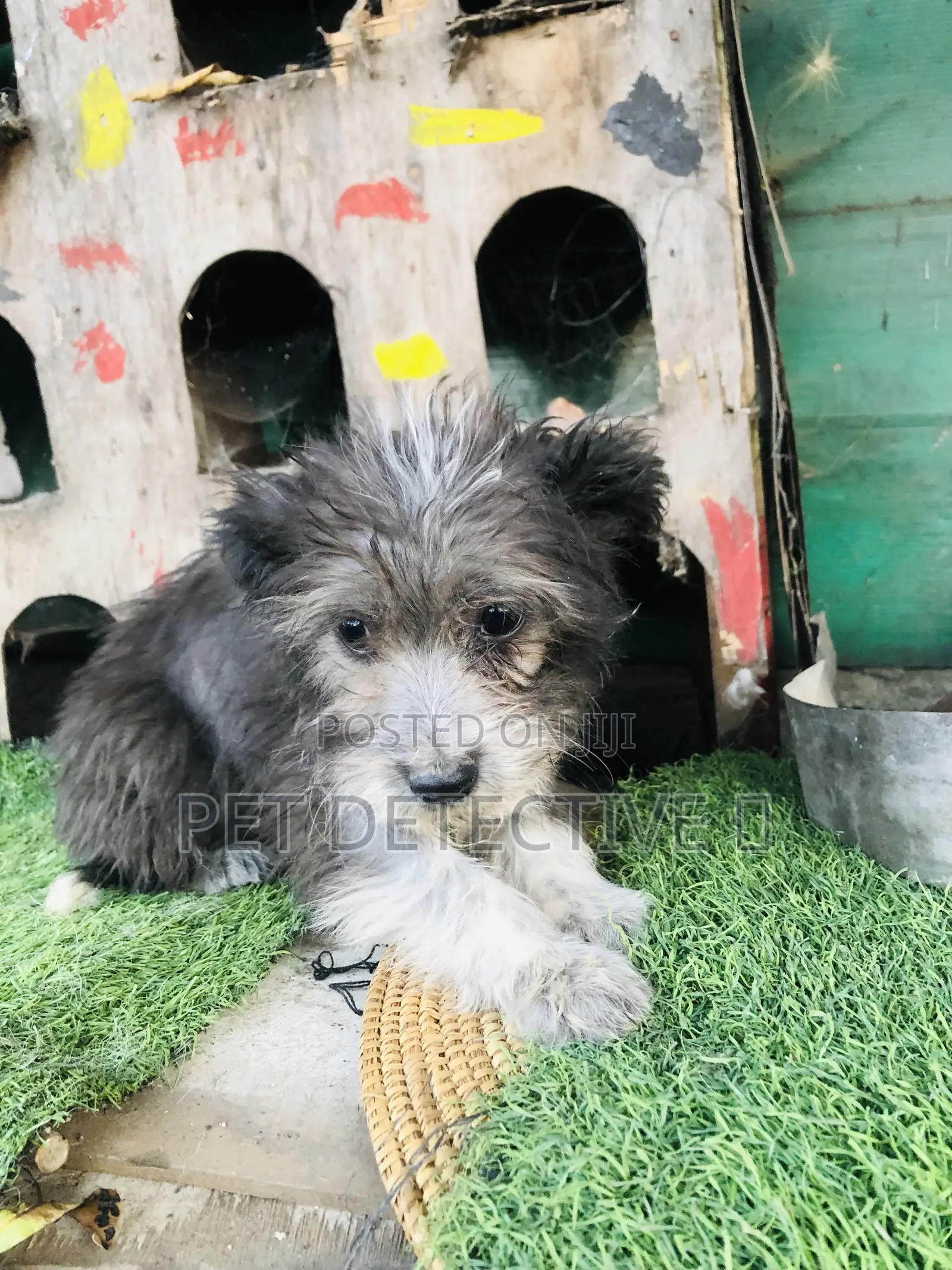 1-3 months Male Purebred Maltese Shih Tzu