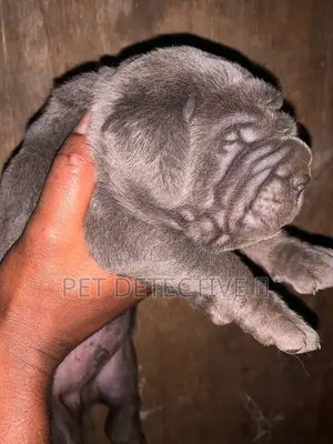 Photo - 1-3 months Male Purebred Boerboel