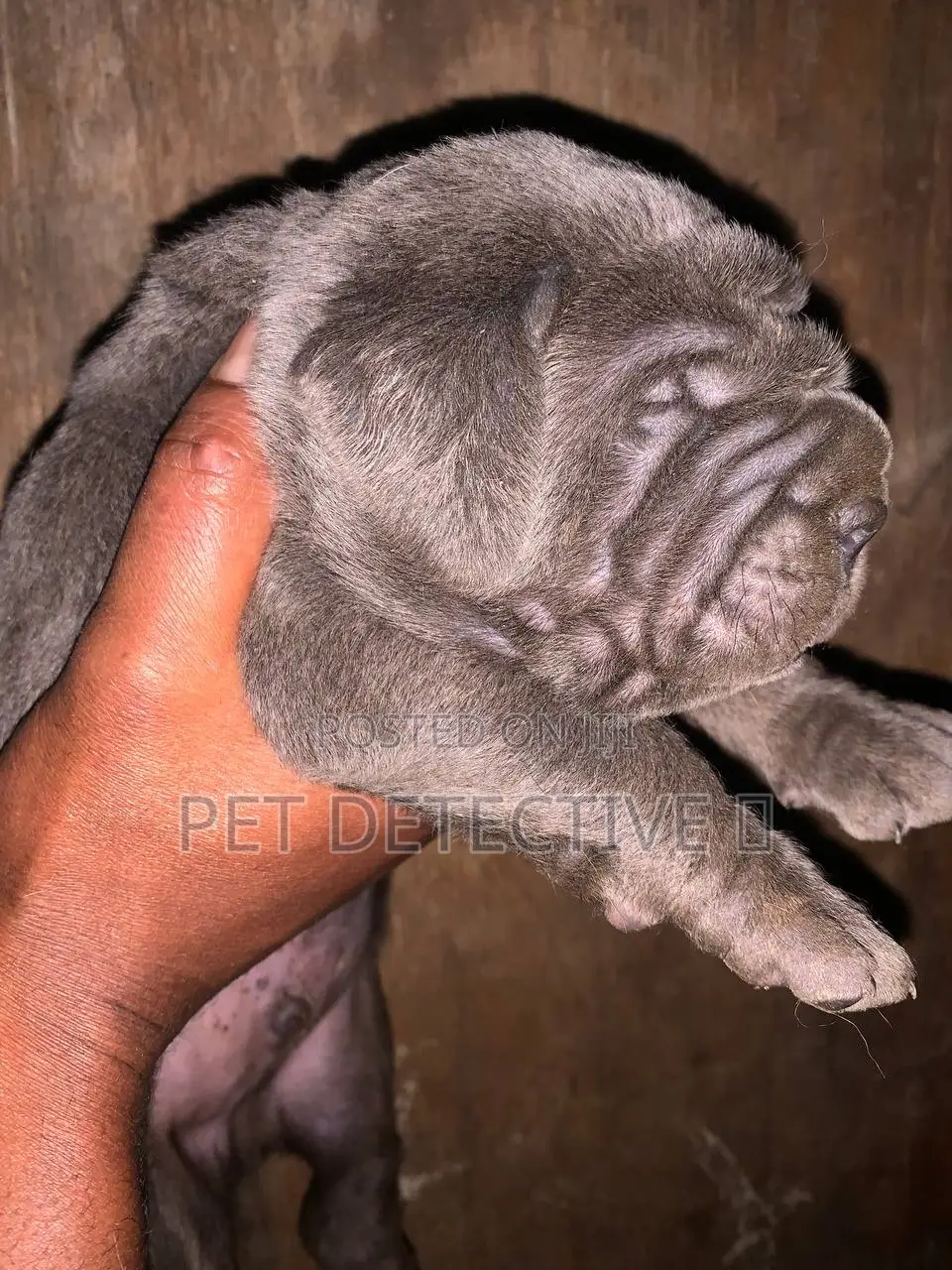 1-3 months Male Purebred Boerboel