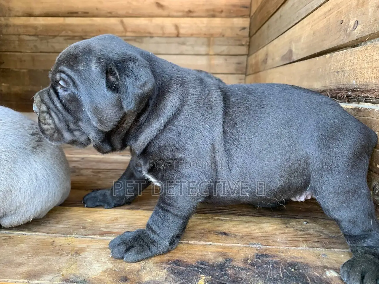 1-3 months Male Purebred Boerboel