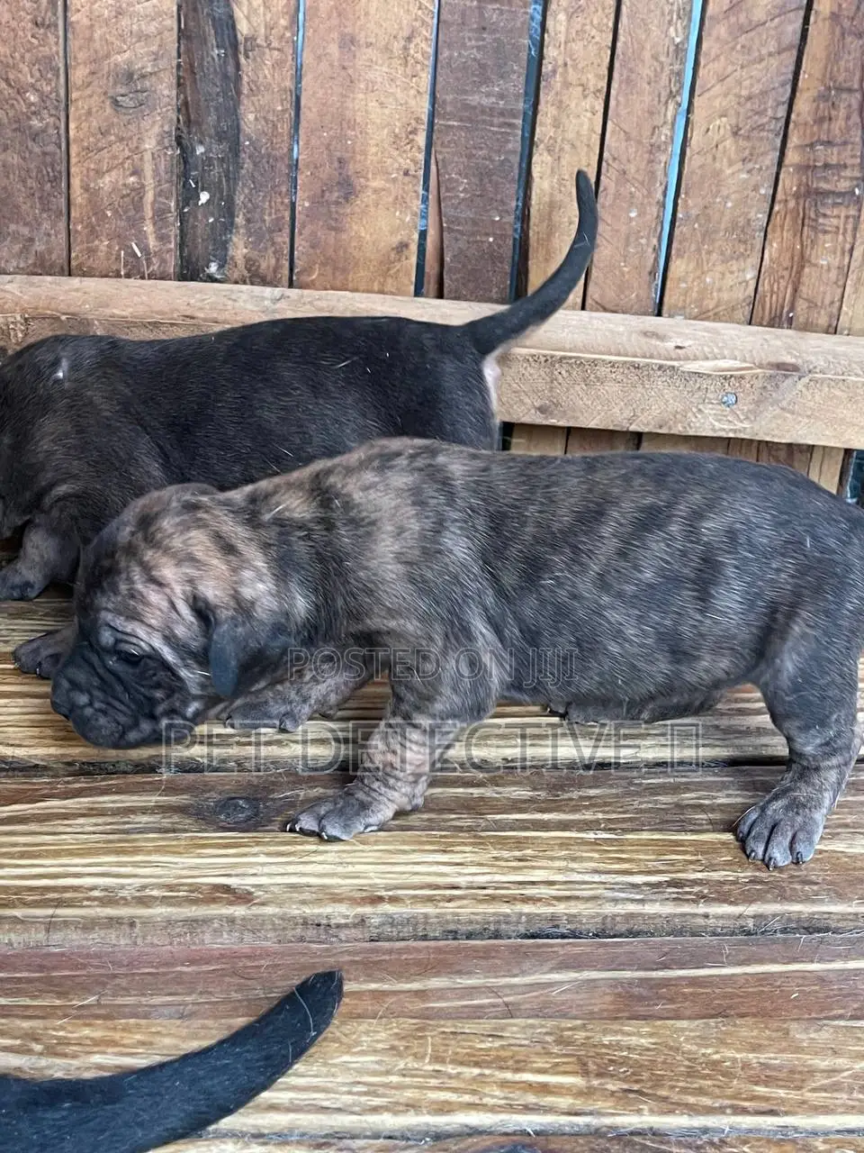 1-3 months Male Purebred Boerboel