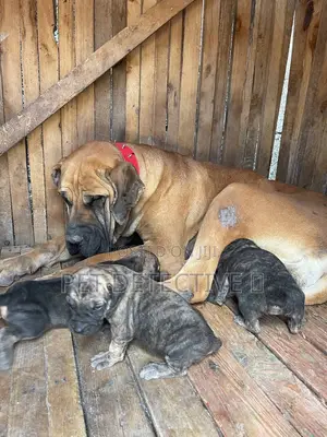 Photo - 1-3 months Male Purebred Boerboel