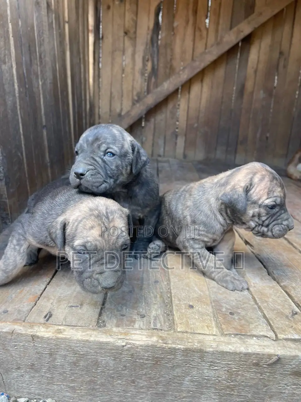 1-3 months Male Purebred Boerboel