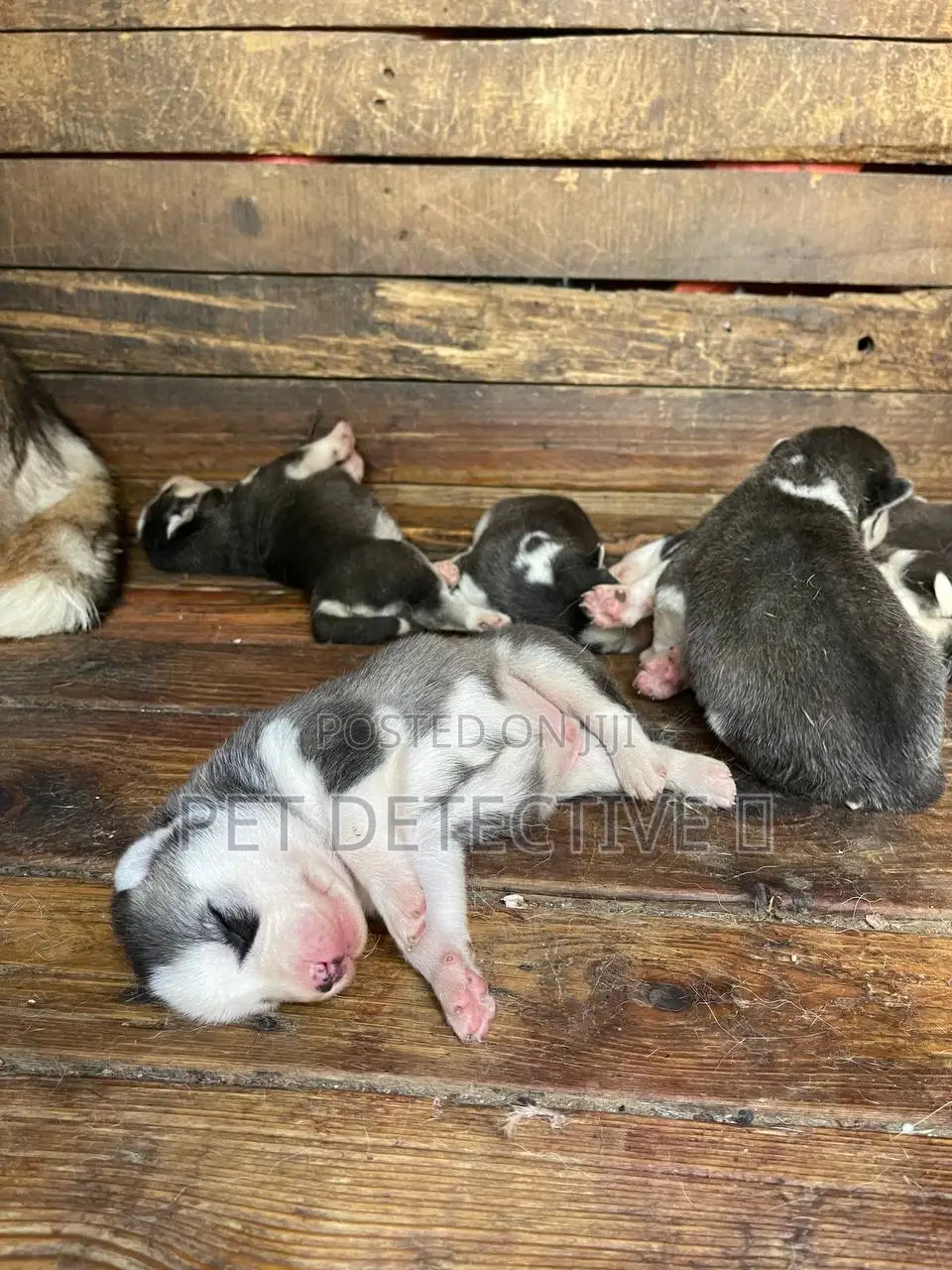 0-1 month Male Purebred Siberian Husky