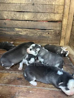 Photo - 0-1 month Male Purebred Siberian Husky
