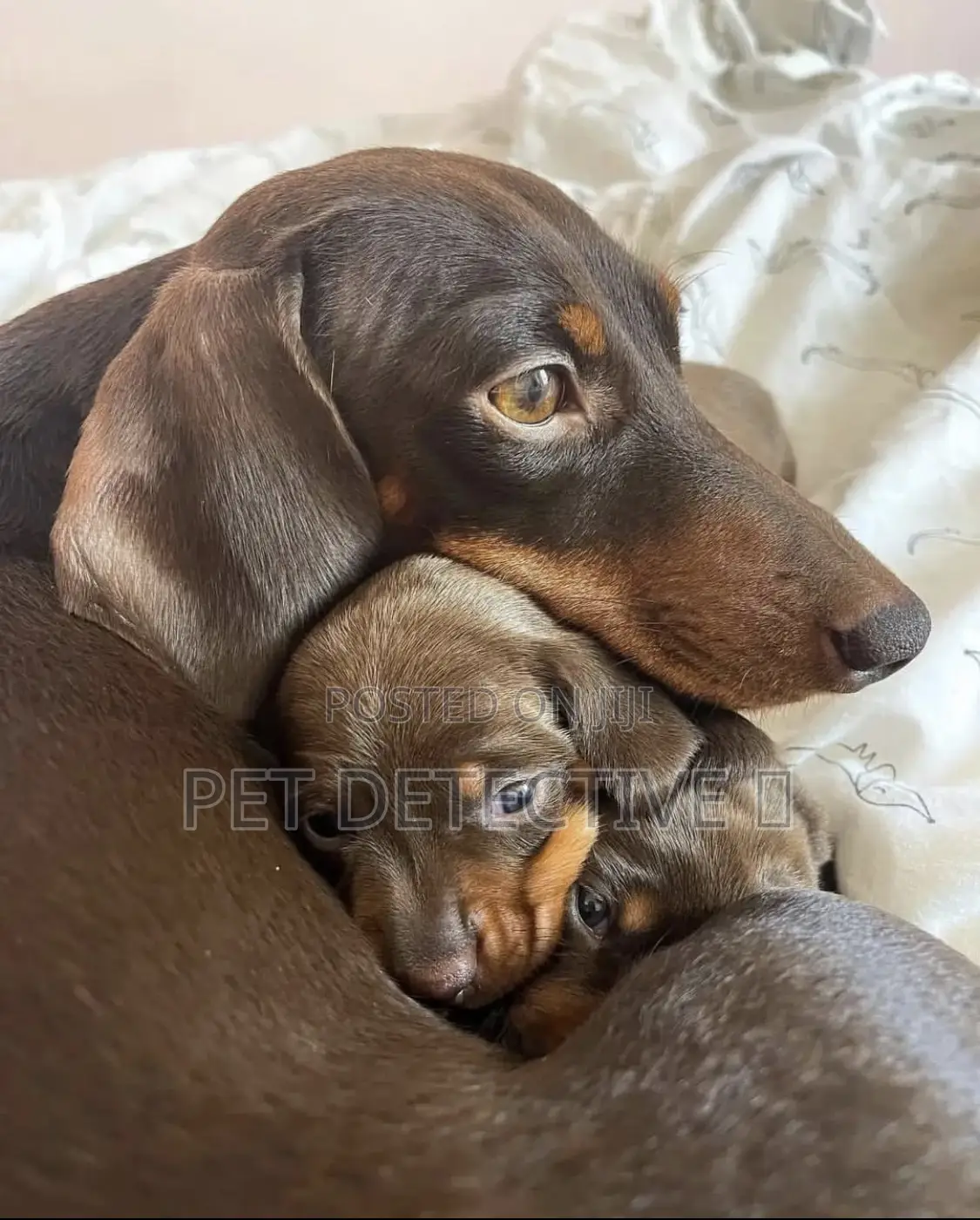 1-3 months Male Purebred Dachshund