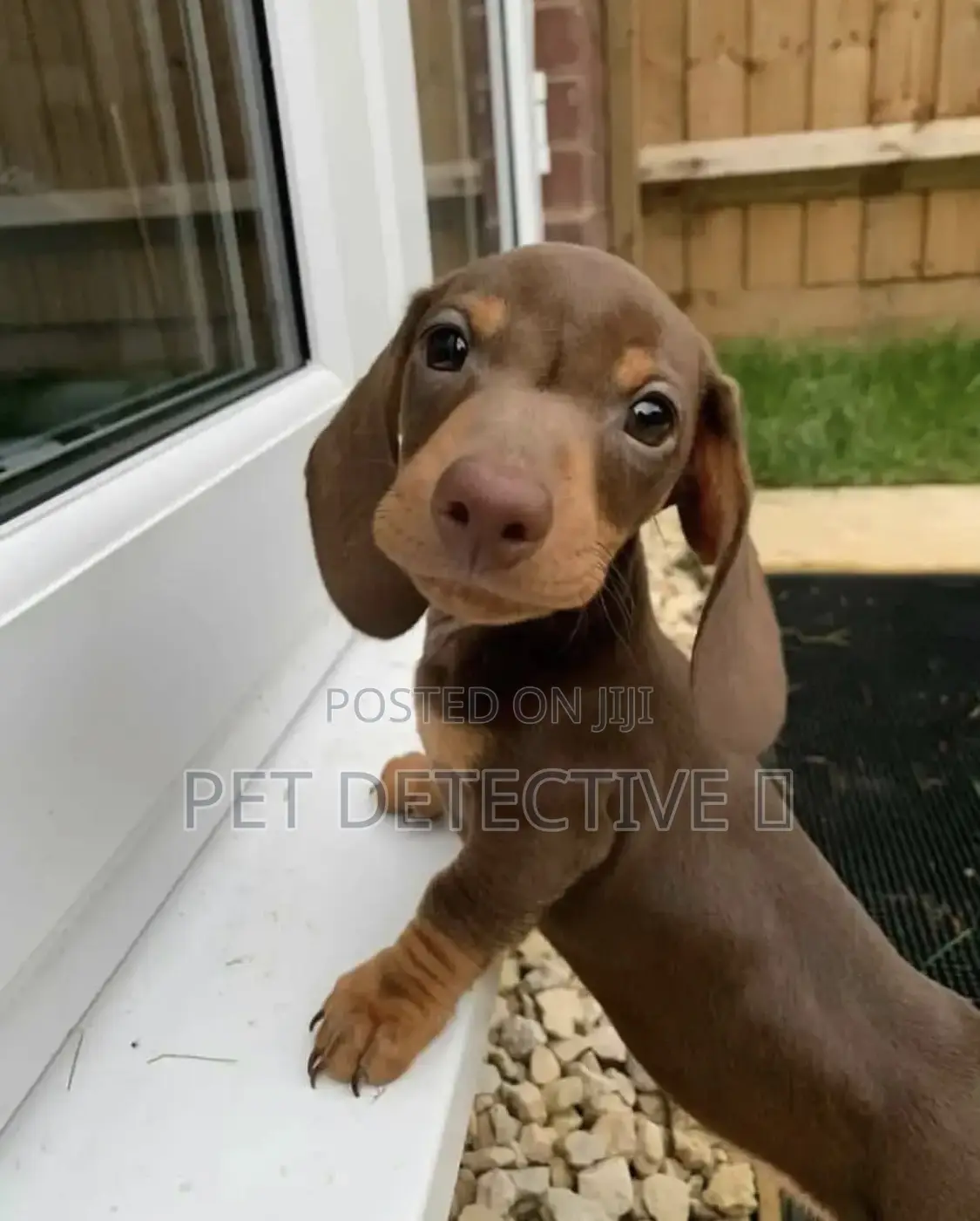 1-3 months Male Purebred Dachshund