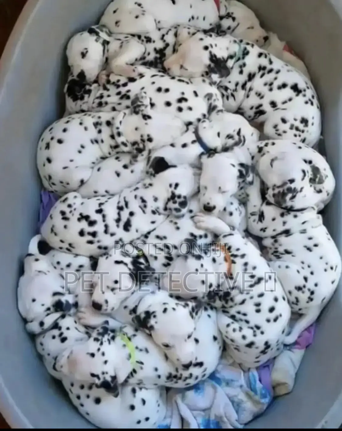 1-3 months Male Purebred Dalmatian