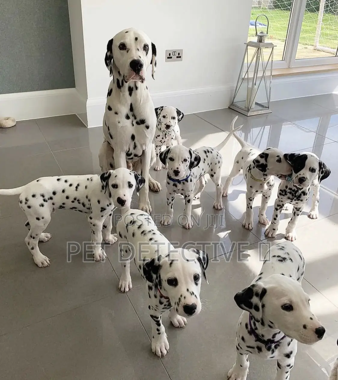 1-3 months Male Purebred Dalmatian