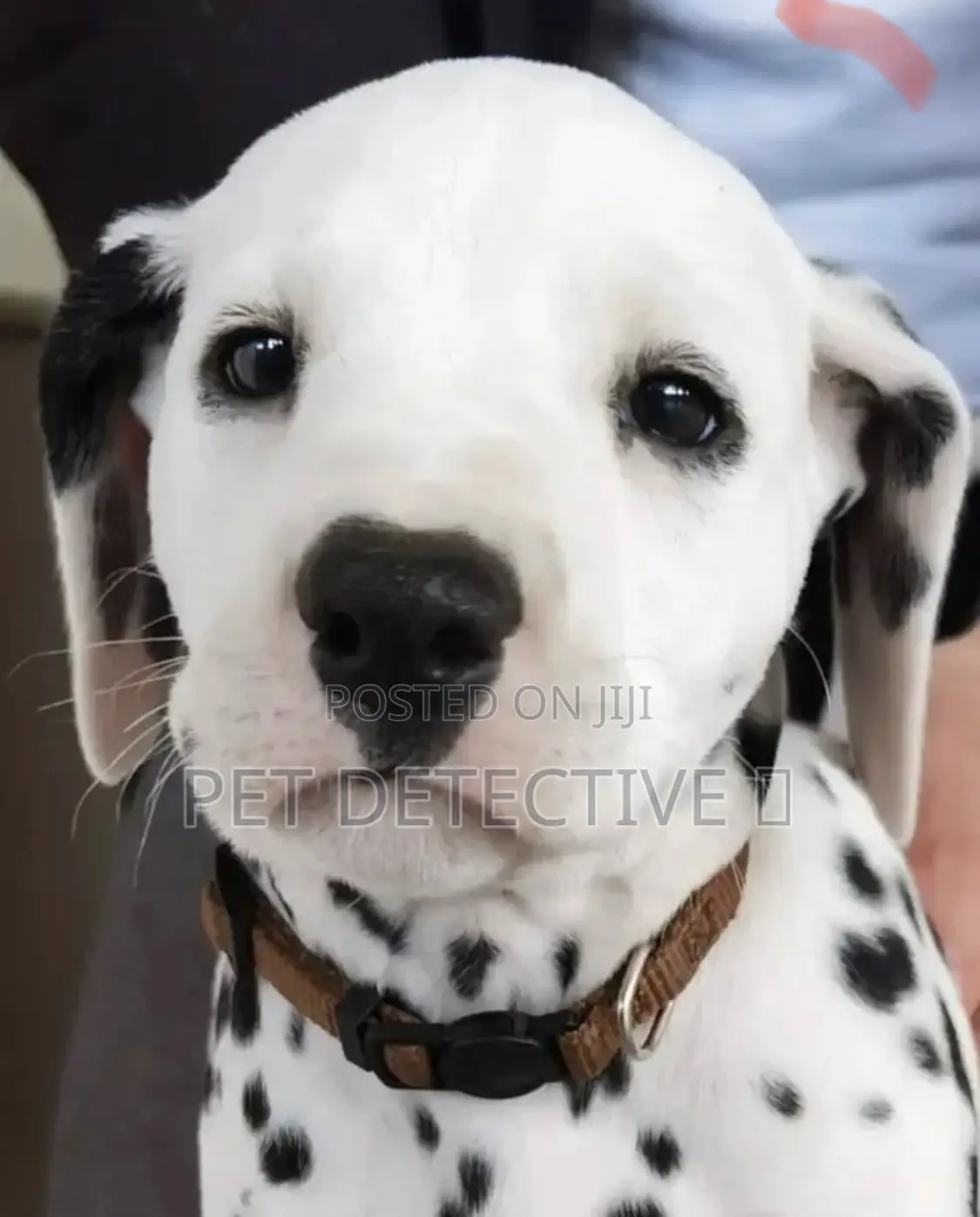 1-3 months Male Purebred Dalmatian