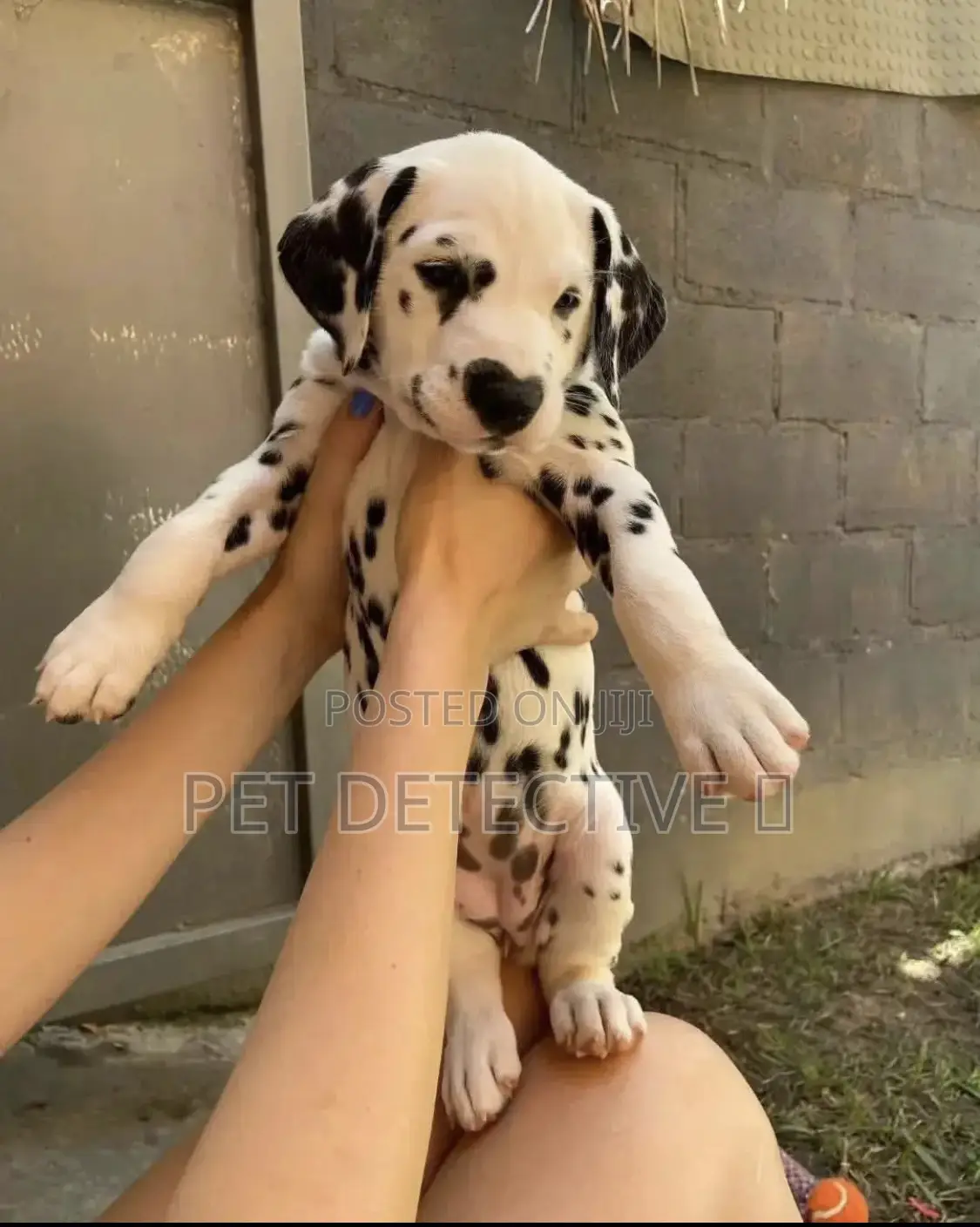 1-3 months Male Purebred Dalmatian