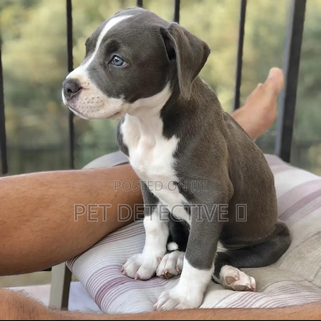 1-3 months Male Purebred American Pit Bull Terrier