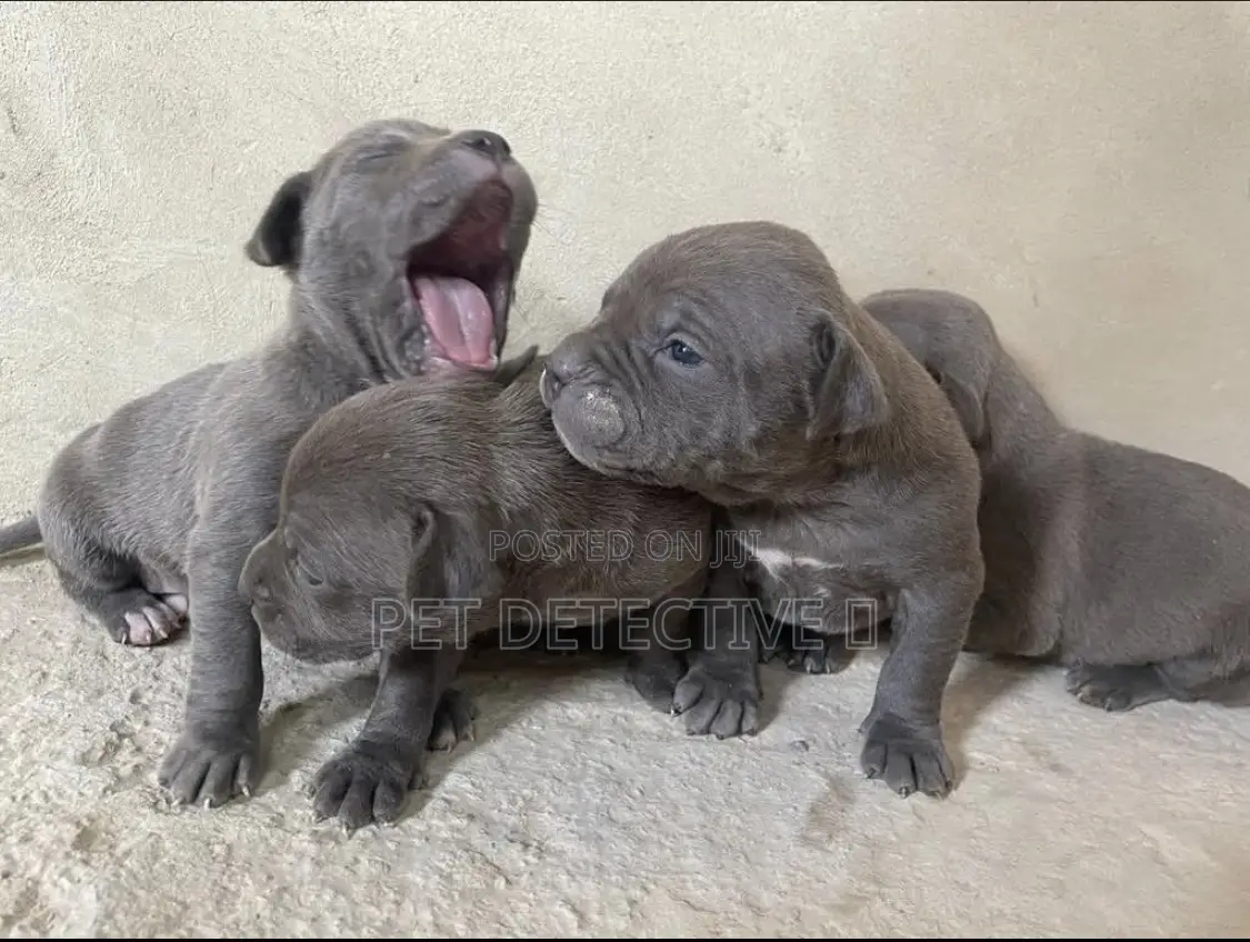 0-1 month Male Purebred American Pit Bull Terrier