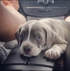 Photo - 1-3 months Male Purebred American Pit Bull Terrier