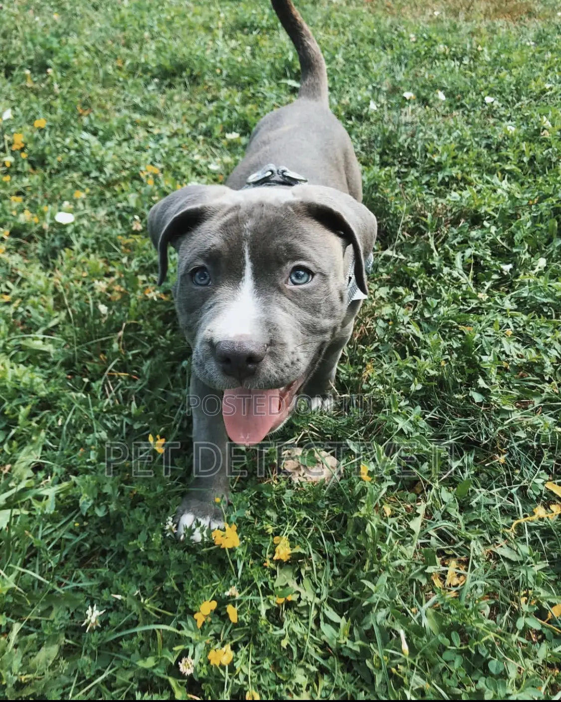 1-3 months Male Purebred American Pit Bull Terrier