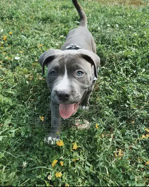 Photo - 1-3 months Male Purebred American Pit Bull Terrier