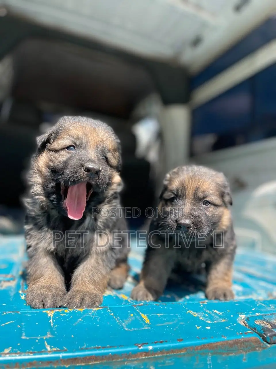 1-3 months Male Purebred German Shepherd