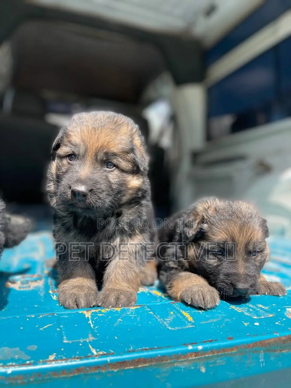 1-3 months Male Purebred German Shepherd