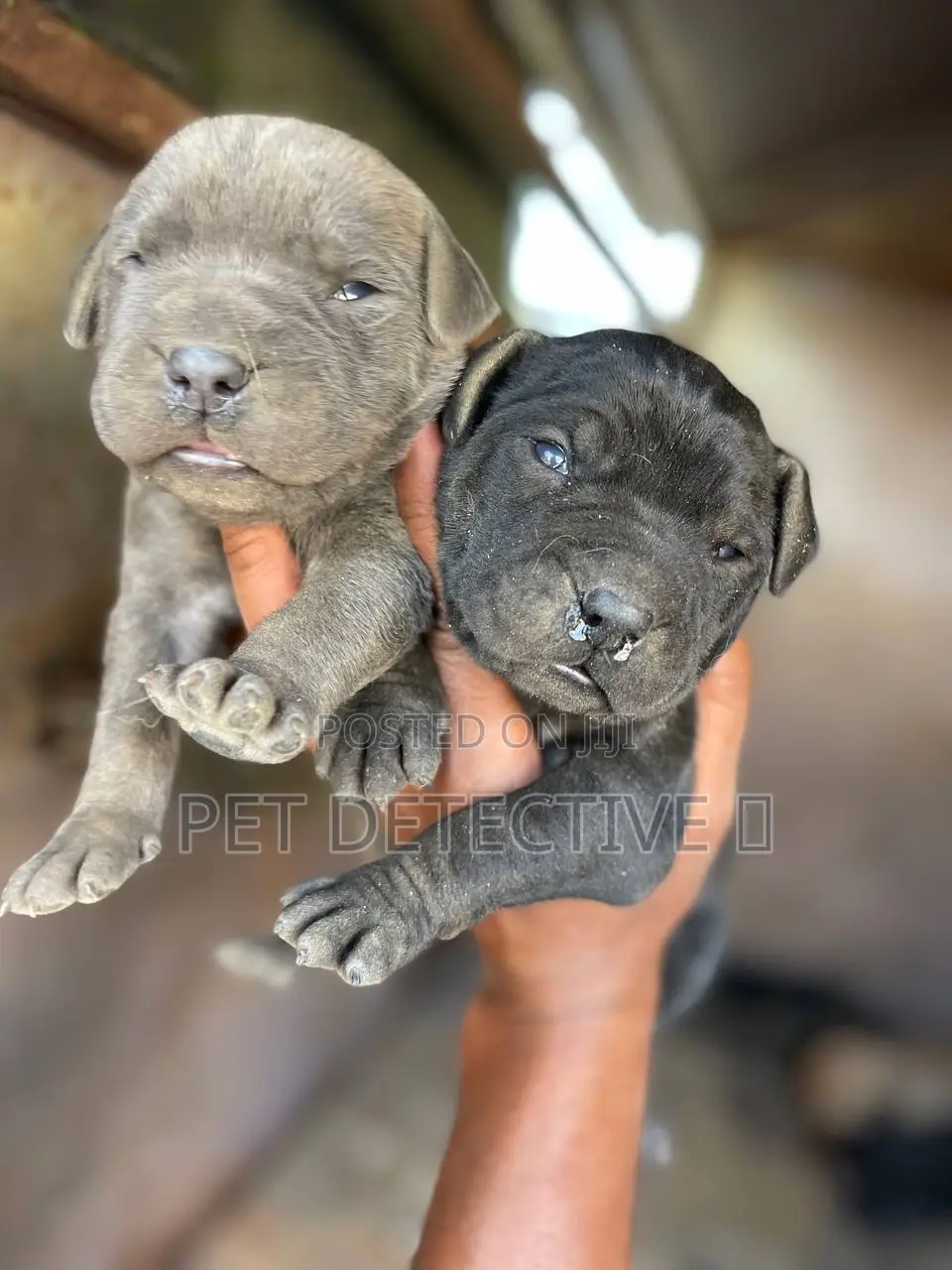 0-1 month Male Purebred Boerboel