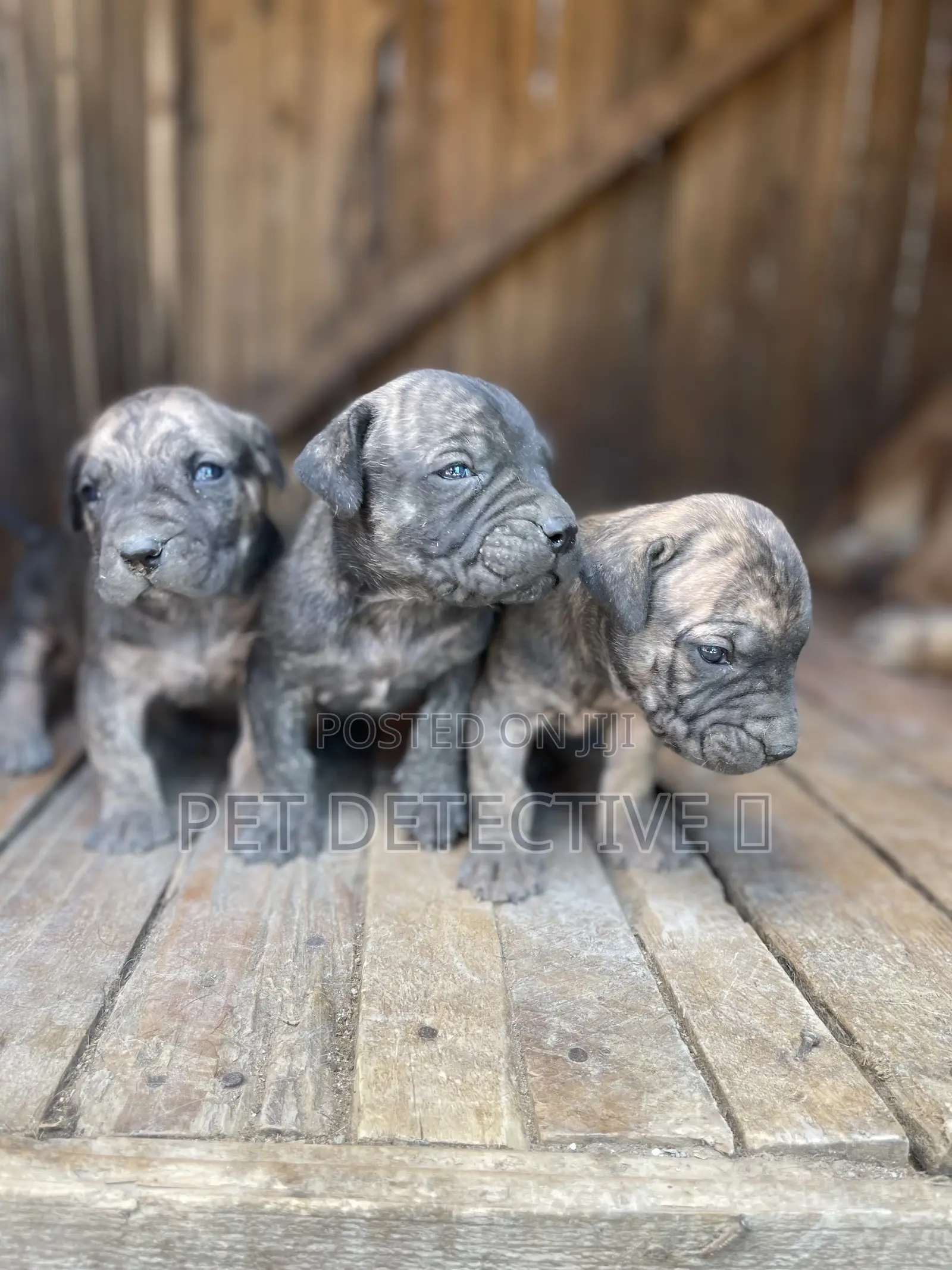 1-3 months Male Purebred Boerboel