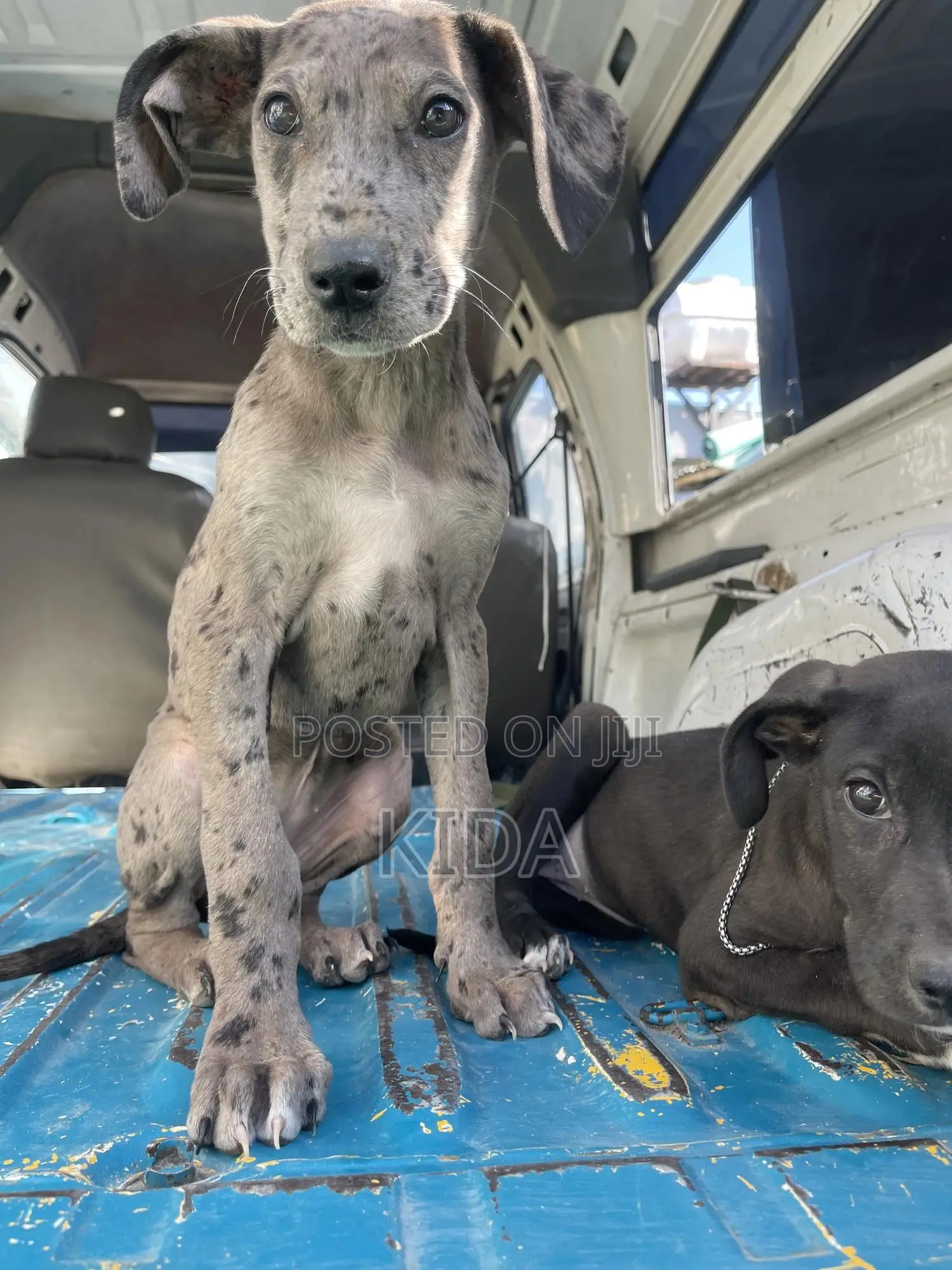 1-3 months Female Purebred Great Dane