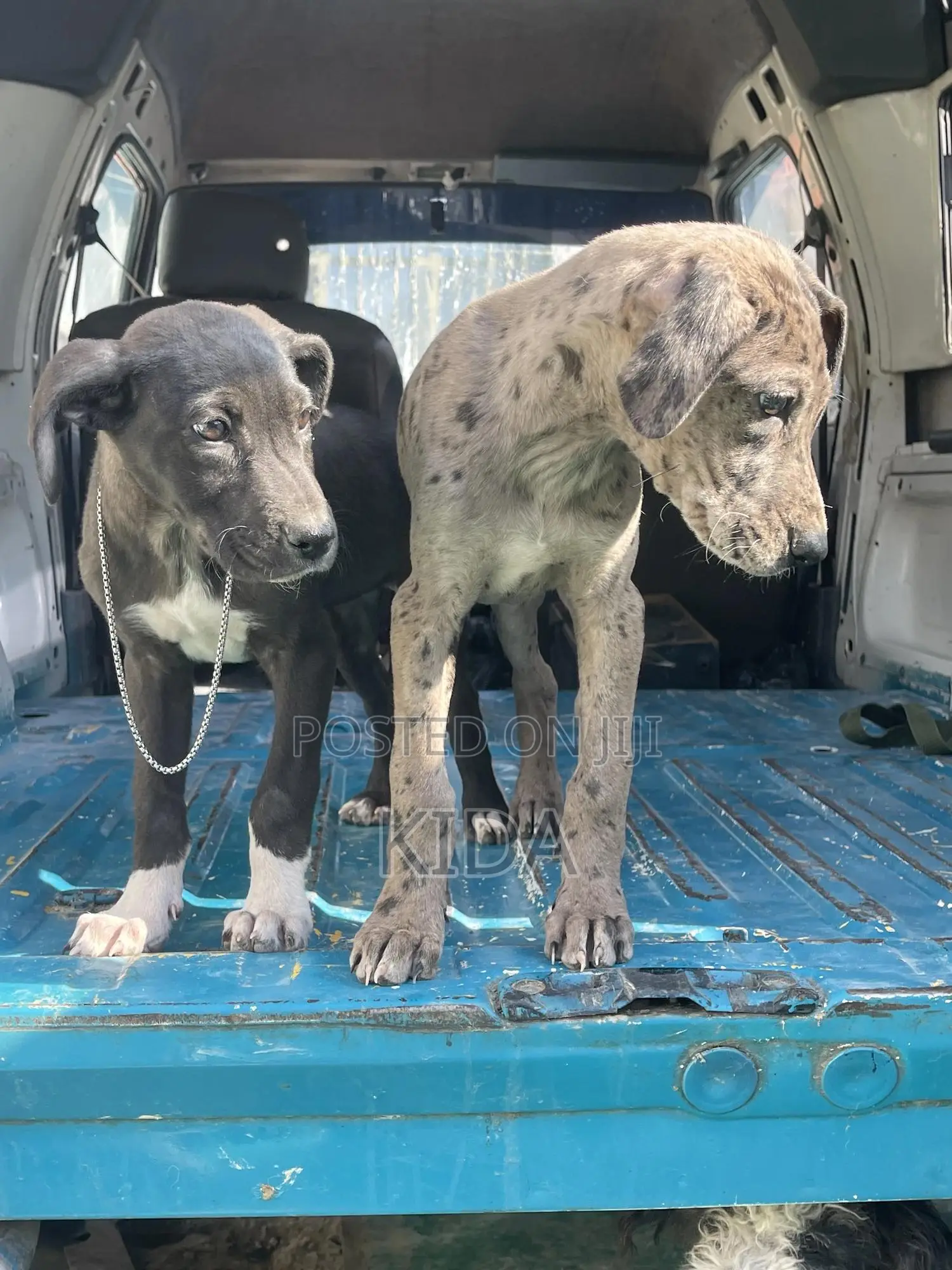 1-3 months Female Purebred Great Dane