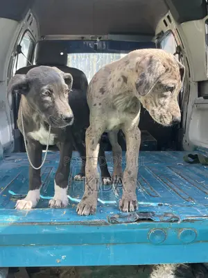 1-3 months Female Purebred Great Dane