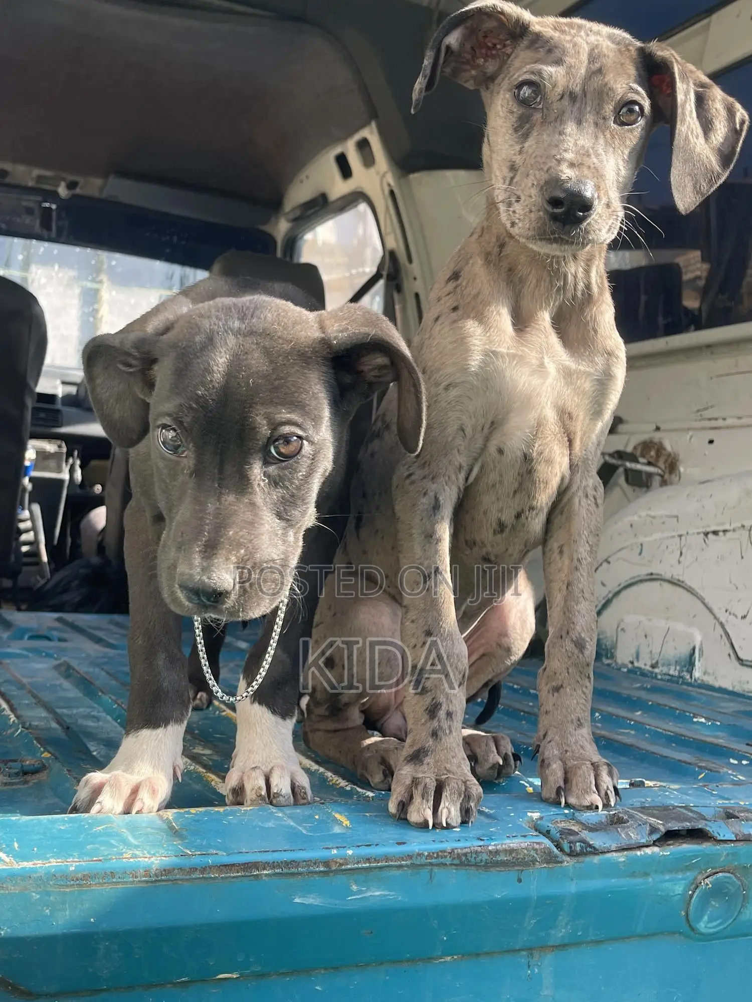 1-3 months Female Purebred Great Dane