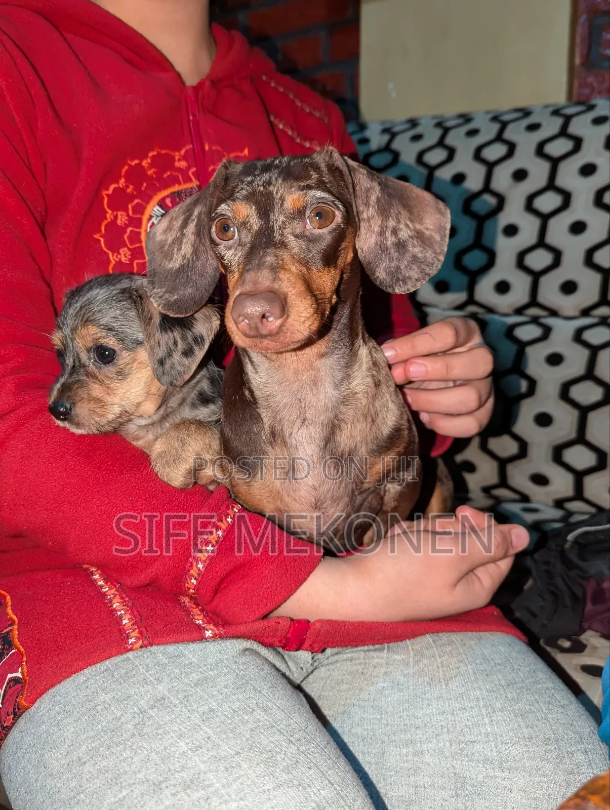 1-3 months Female Purebred Dachshund