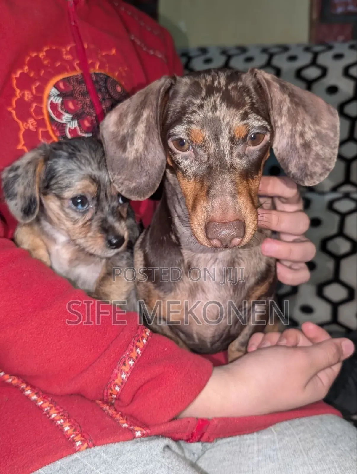 1-3 months Female Purebred Dachshund