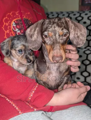 1-3 months Female Purebred Dachshund