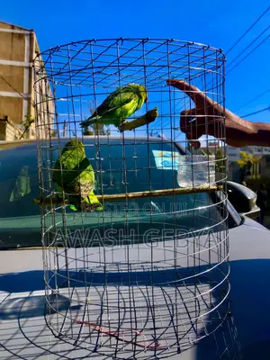 Photo - ለገና ስጦታ(Christmas Gift) Abissina Parrots